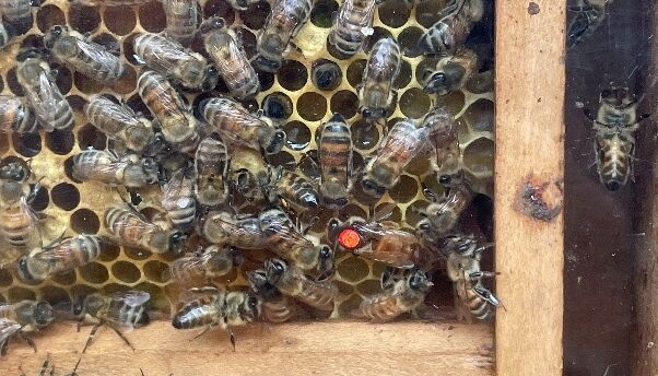 Bienenhaus