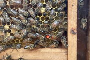 Bienenhaus